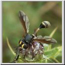 Physocephala rufipes - Dickkopffliege 09.jpg